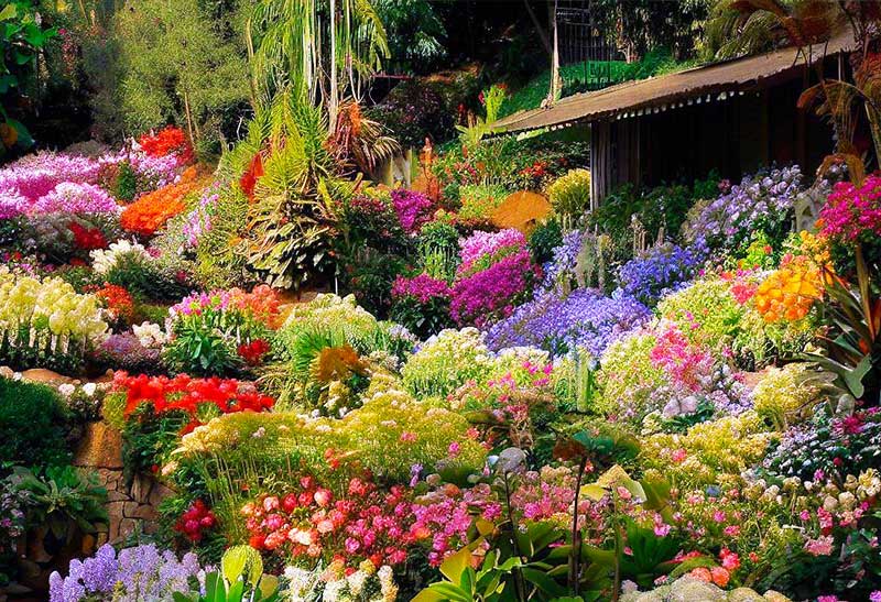 10 plante de grădină perene cu flori superbe și care se îngrijesc ușor