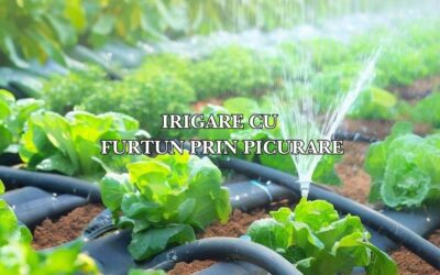 Ce conține și cum se instalează o rețea de irigare cu furtun prin picurare în grădina de legume