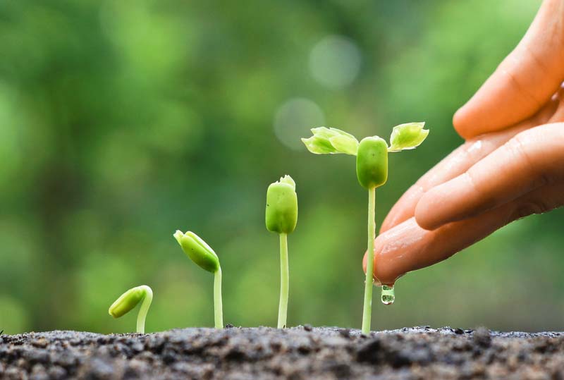 Sfaturi practice pentru producerea răsadurilor cu succes garantat