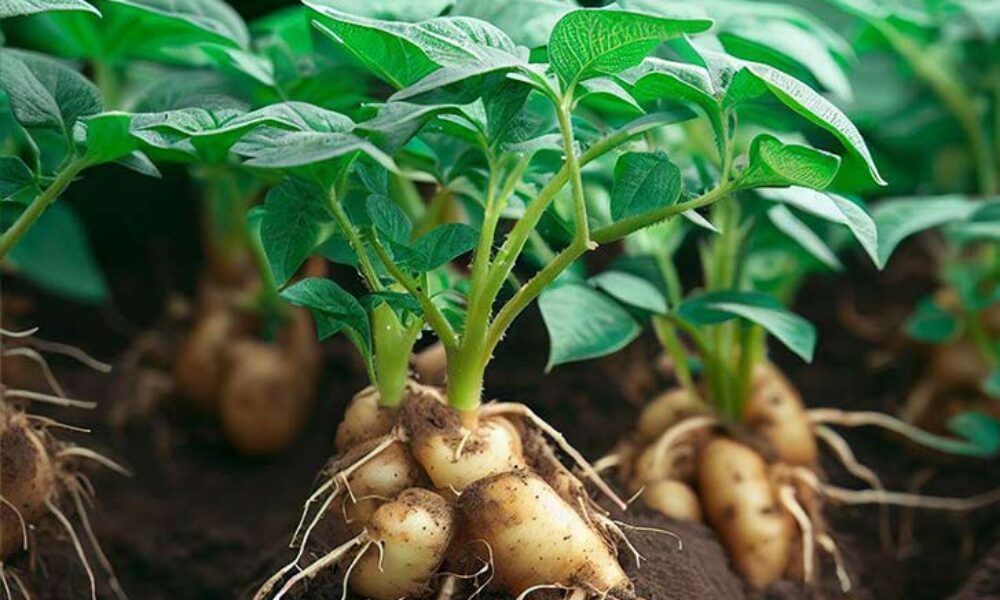 plantare cartofi toamna plantare cartofi toamna