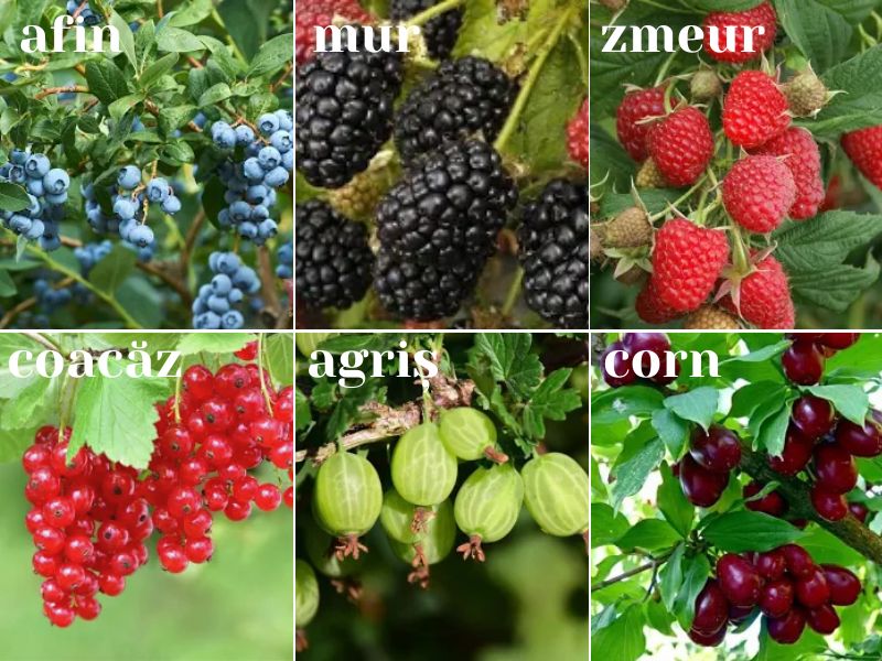 plantarea arbuștilor fructiferi