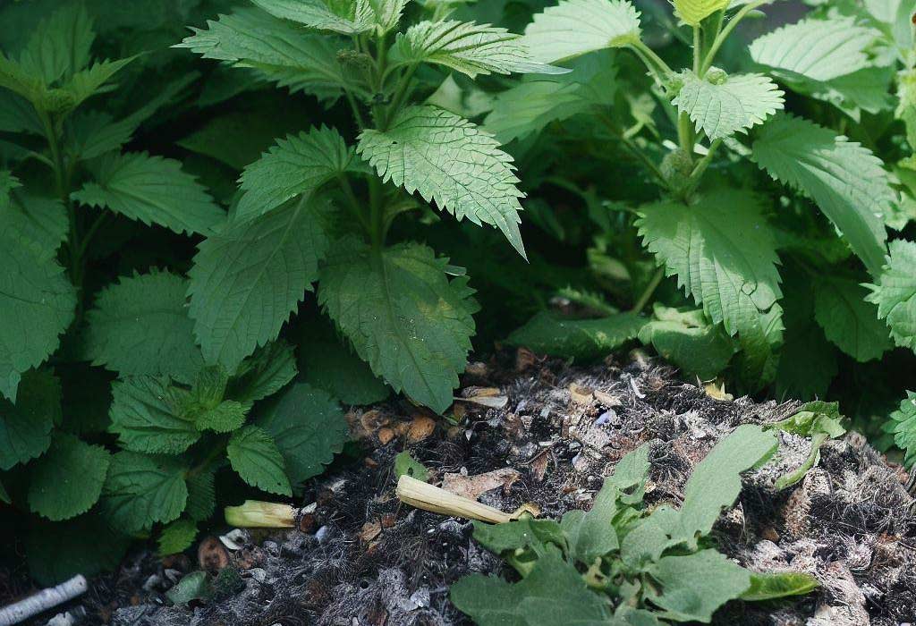 Ce tratamente naturale pentru plante poți aplica răsadurilor după plantarea în grădină
