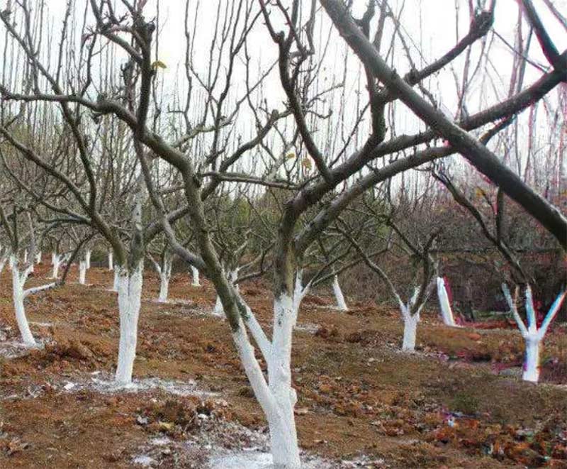 Văruirea pomilor toamna