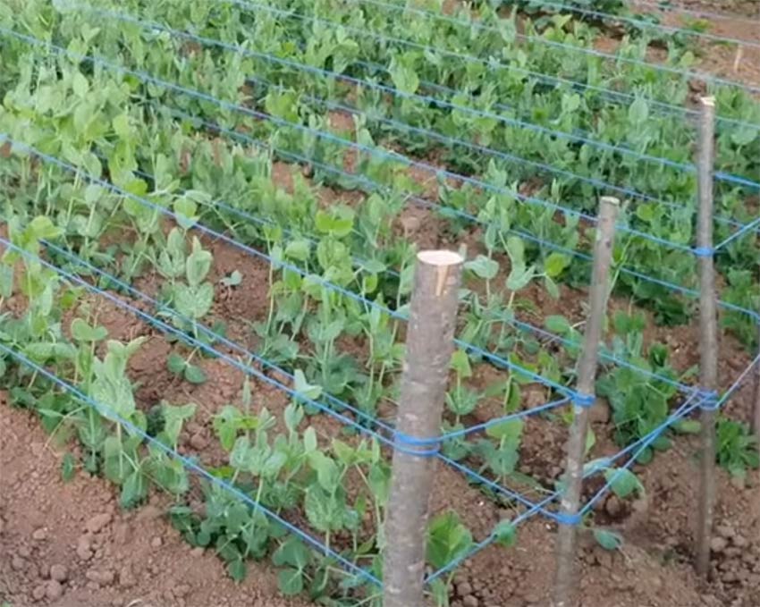 cultivarea mazării de toamnă