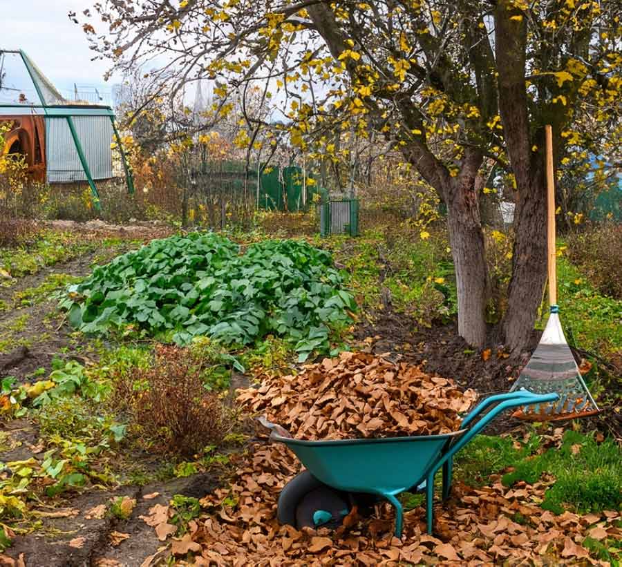 Calendarul grădinarului: octombrie în grădină. Ce lucrări trebuie făcute