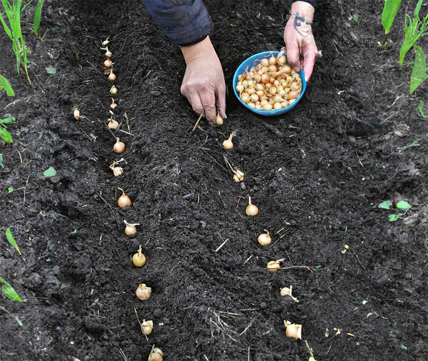 Plantarea arpagicului toamna: un ghid complet