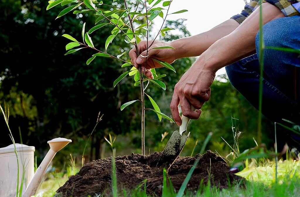 Plantarea pomilor toamna: ghid complet și sfaturi utile