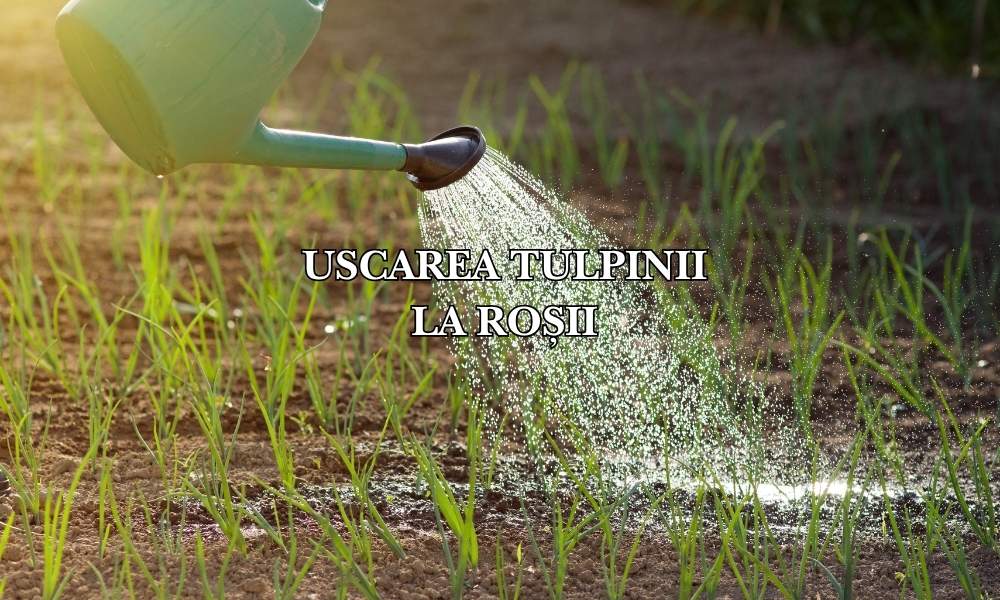 Cum se udă ceapa: Ghid complet pentru o recoltă abundentă și bulbi sănătoși
