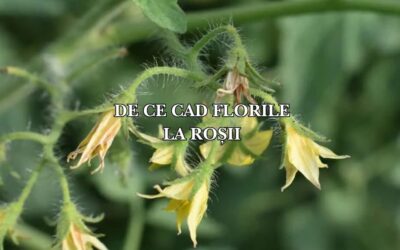 De ce cad florile la roșii: Un semnal de alarmă în cultura ta