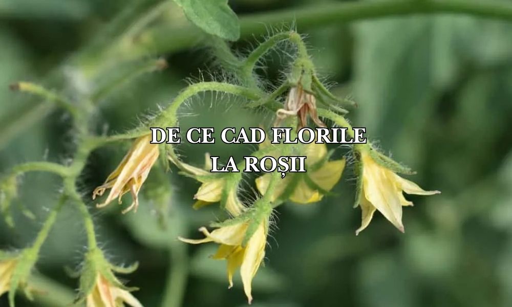 De ce cad florile la roșii: Un semnal de alarmă în cultura ta
