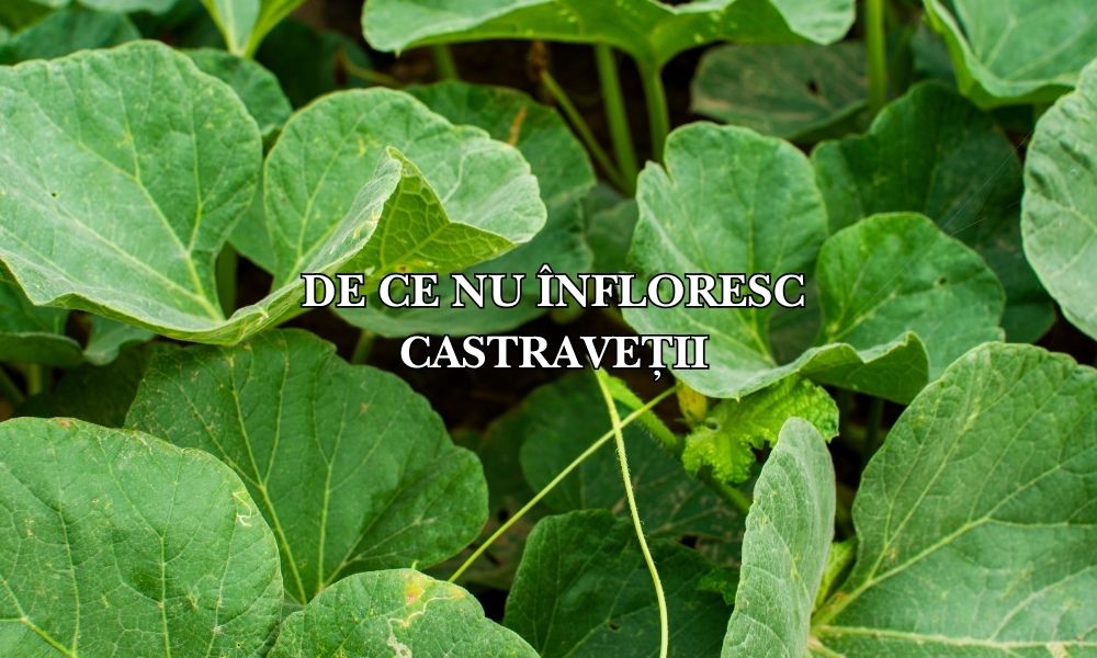 De ce nu înfloresc castraveții: Misterul bobocilor absenți și cum să le stimulezi înflorirea
