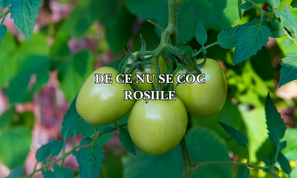 De ce nu se coc roșiile