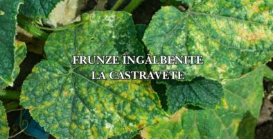 De ce se îngălbenesc frunzele castraveților