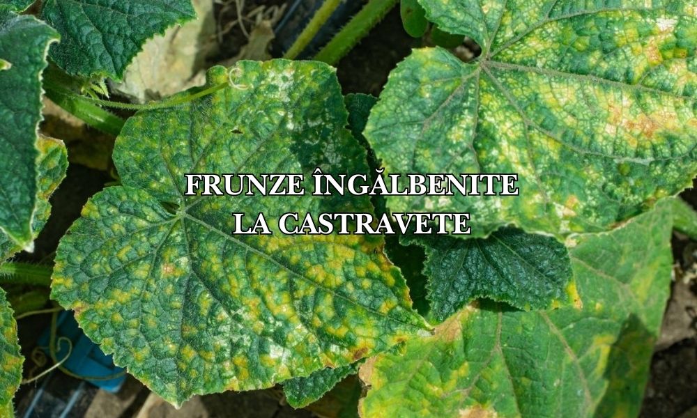 De ce se îngălbenesc frunzele castraveților
