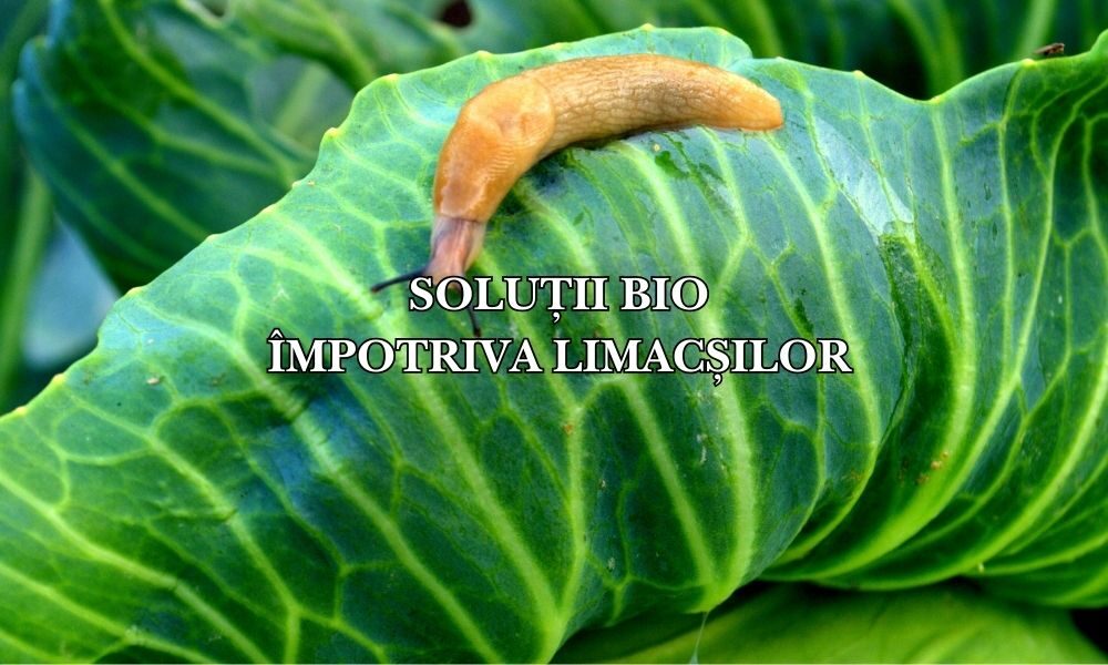 Soluții bio împotriva limacșilor Soluții bio împotriva limacșilor