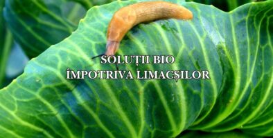 Soluții bio împotriva limacșilor