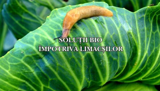 Soluții bio împotriva limacșilor