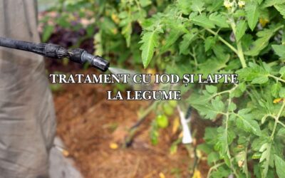 Tratament cu iod și lapte la legume: Un remediu natural pentru boli și dăunători?