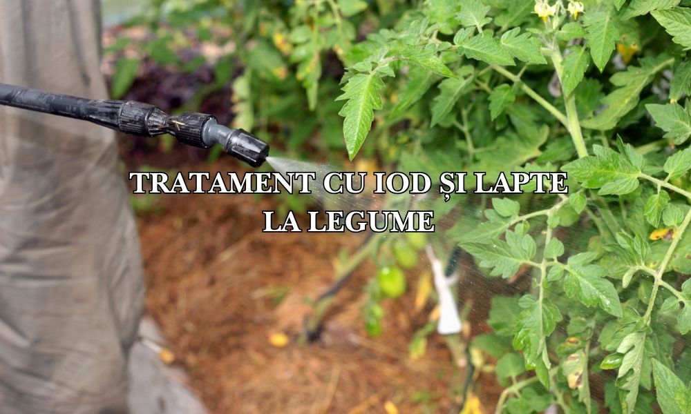 Tratament cu iod și lapte la legume: Un remediu natural pentru boli și dăunători?