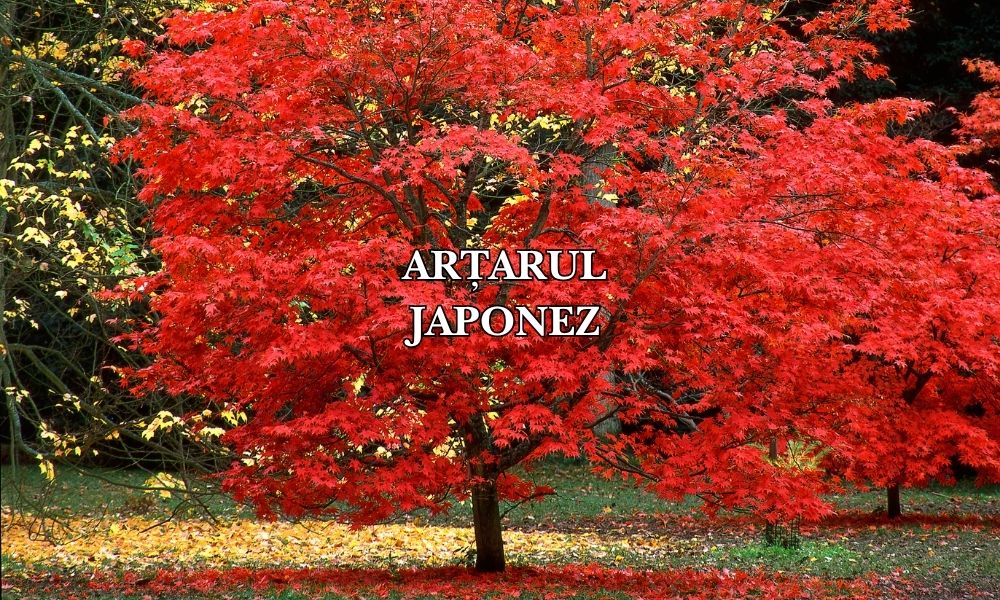 arțar japonez