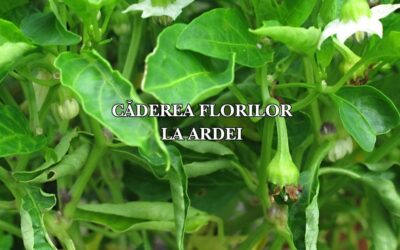 Căderea florilor la ardei: cauze și soluții pentru o fructificare bogată