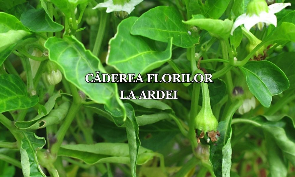 Căderea florilor la ardei: cauze și soluții pentru o fructificare bogată