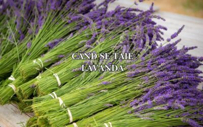 Când se taie lavanda: Ghid complet pentru o plantă sănătoasă și înfloriri abundente