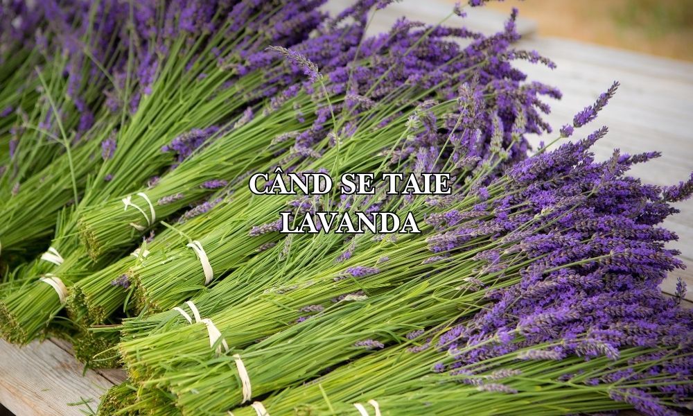 Când se taie lavanda: Ghid complet pentru o plantă sănătoasă și înfloriri abundente