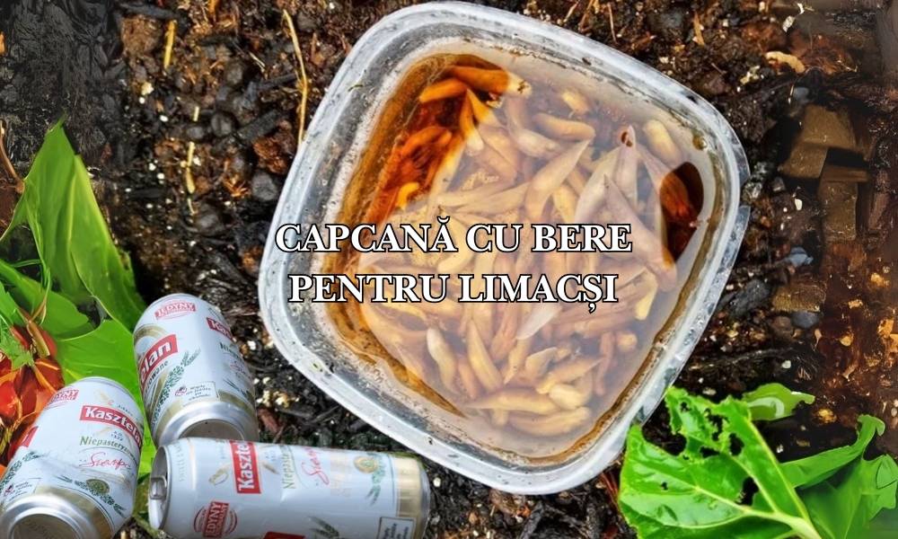 Capcană cu bere pentru limacși: O soluție simplă și eficientă pentru grădina ta