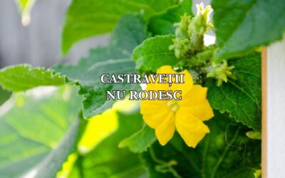 De ce nu rodesc castraveții: Misterul florilor fără fructe și cum să stimulezi rodul