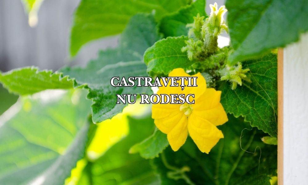 De ce nu rodesc castraveții: Misterul florilor fără fructe și cum să stimulezi rodul