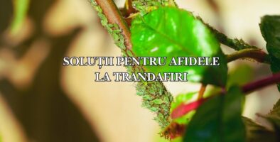 cu ce stropim contra afidelor la trandafiri