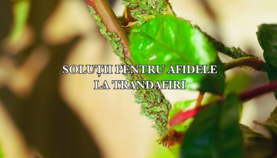 cu ce stropim contra afidelor la trandafiri