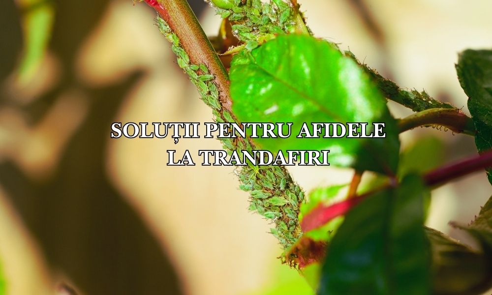 cu ce stropim contra afidelor la trandafiri