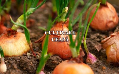 Cultivarea cepei toamna: Ghid complet pentru o recoltă timpurie și rezistentă