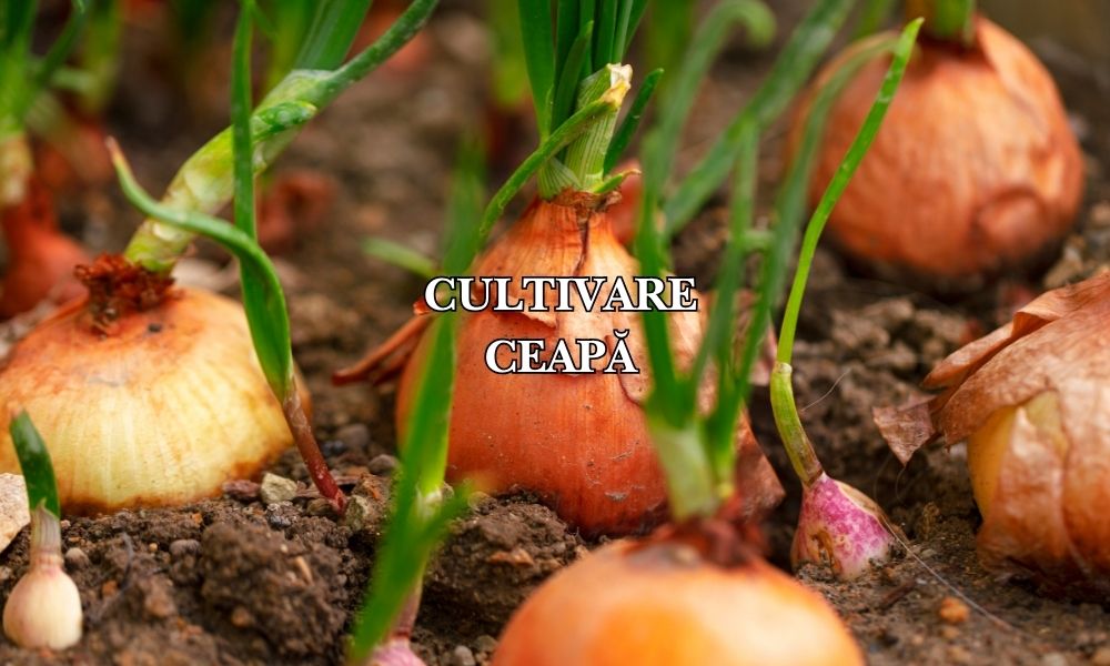 Cultivarea cepei toamna: Ghid complet pentru o recoltă timpurie și rezistentă