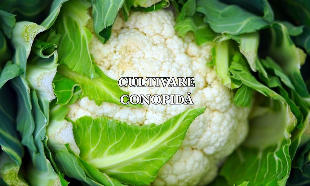cultivare conopidă