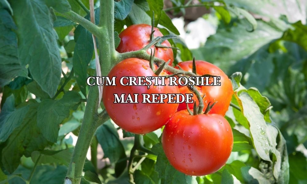cum cresti rosiile mai repede cum cresti rosiile mai repede