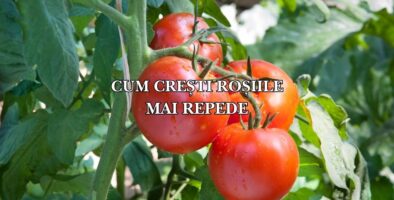 cum cresti rosiile mai repede