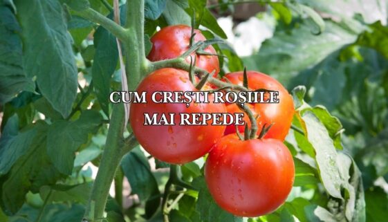 cum cresti rosiile mai repede
