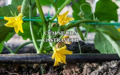 Cum se udă castraveții: Ghid complet pentru o recoltă abundentă și fructe suculente