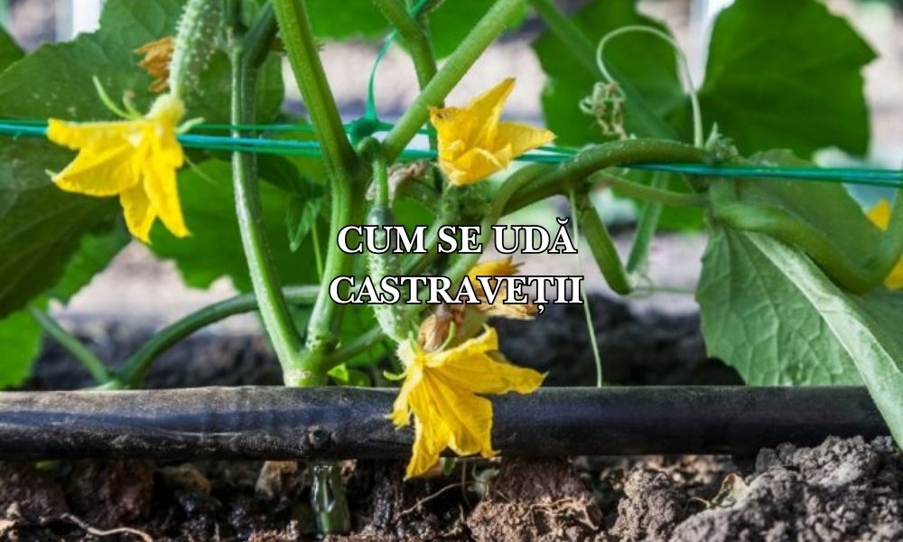 Cum se udă castraveții: Ghid complet pentru o recoltă abundentă și fructe suculente