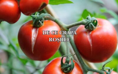 De ce crapă roșiile? Cauze și soluții pentru fructe perfecte