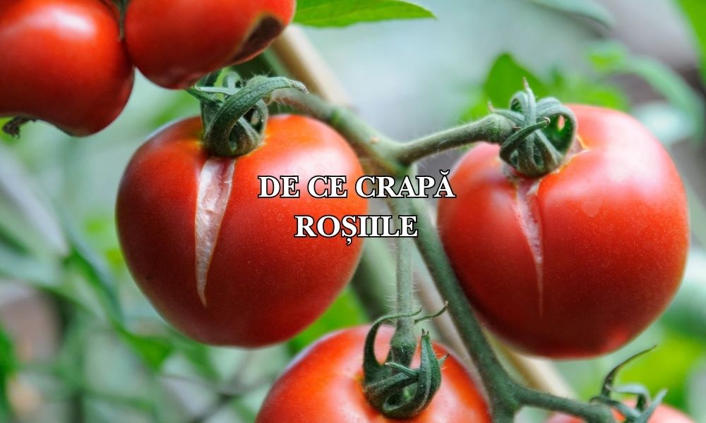 de ce crapă roșiile