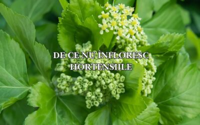 De ce nu înfloresc hortensiile: Misterul bobocilor absenți și cum să le stimulezi înflorirea