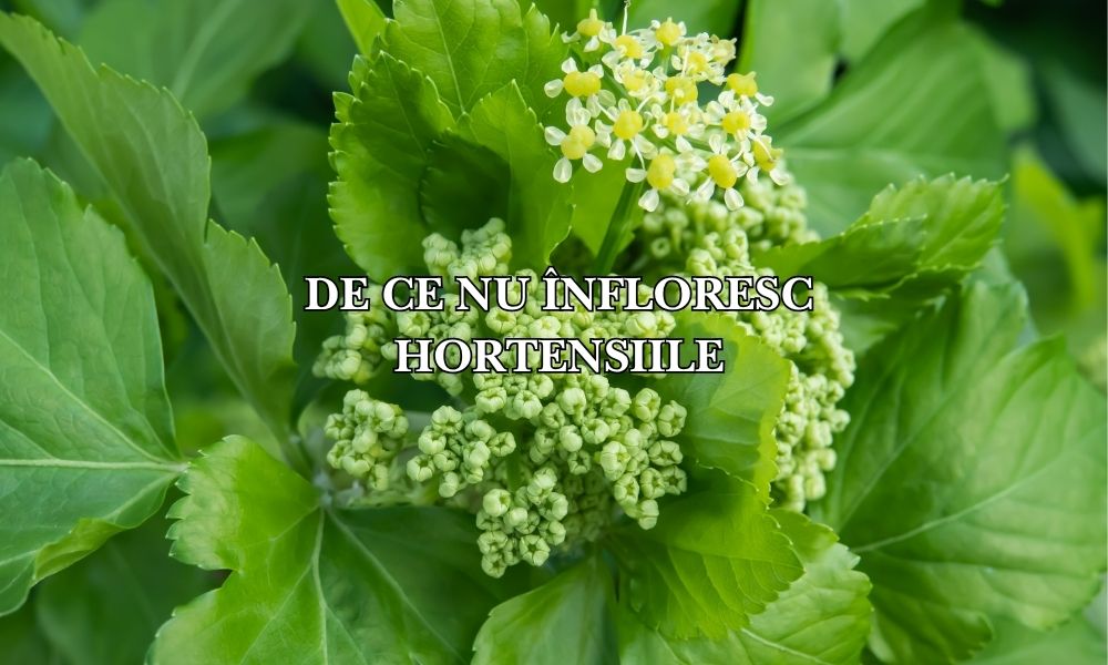 de ce nu înfloresc hortensiile
