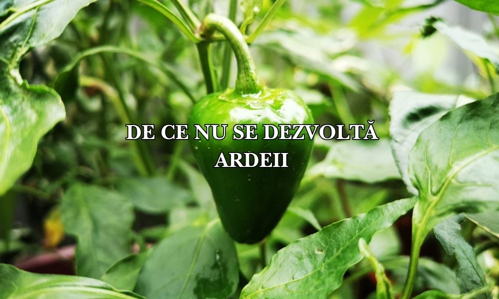 De ce nu se dezvoltă ardeii? Cauze și soluții pentru o creștere viguroasă și o recoltă bogată