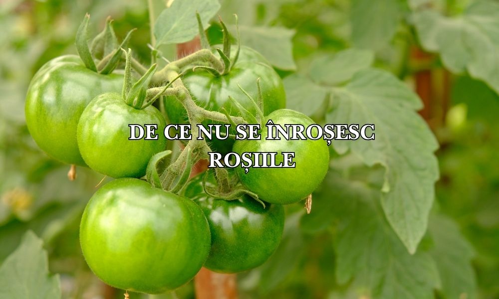 De ce nu se înroșesc roșiile mele? 7 motive posibile și soluții practice