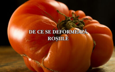 De ce se deformează roșiile: Cauze și soluții pentru fructe perfecte și suculente