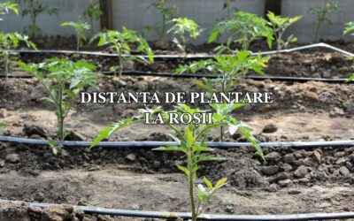 Distanța de plantare la roșii: ghid complet pentru o recoltă optimă în grădină și solar